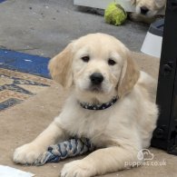 Golden Retriever - Dogs