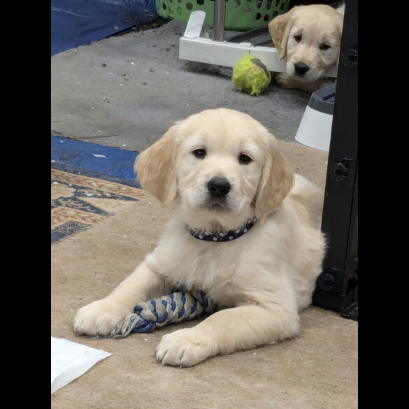 Golden Retriever - Dogs