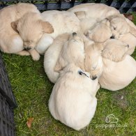 Golden Retriever - Dogs