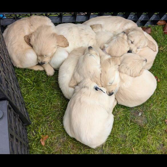 Golden Retriever - Dogs