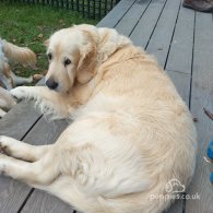 Golden Retriever - Dogs