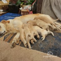 Golden Retriever - Dogs