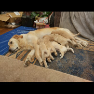 Golden Retriever - Dogs