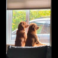 Golden Retriever - Both