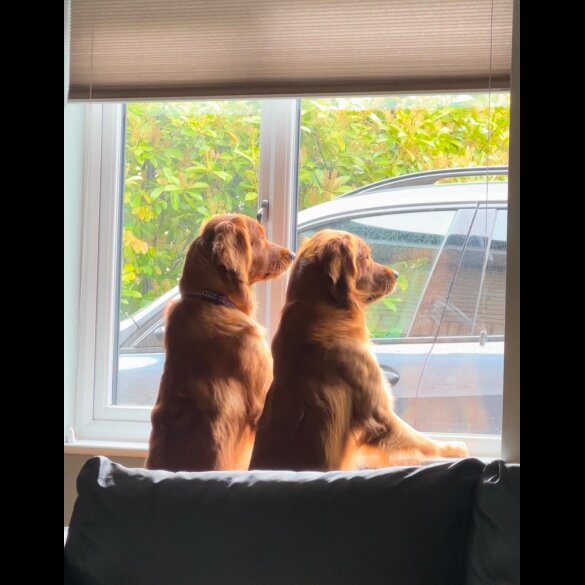 Golden Retriever - Both