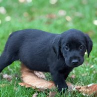 Labrador Retriever - Both