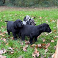 Labrador Retriever - Both