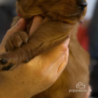 Golden Retriever - Both