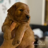 Golden Retriever - Both