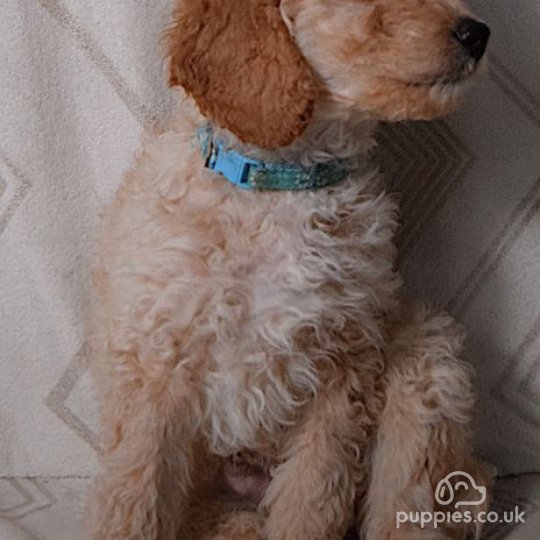 Goldendoodle - Both