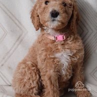 Goldendoodle - Both