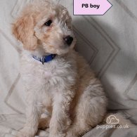 Goldendoodle - Both