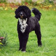 Goldendoodle - Both