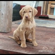 Hungarian Vizsla - Both