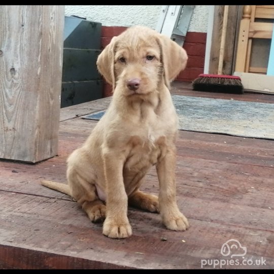 Hungarian Vizsla - Both