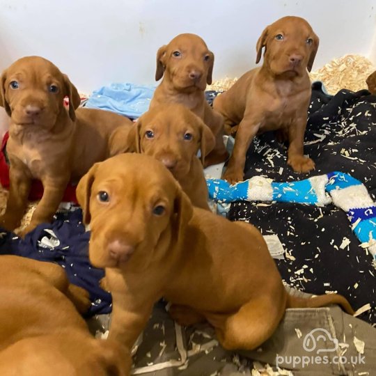 Hungarian Vizsla - Both