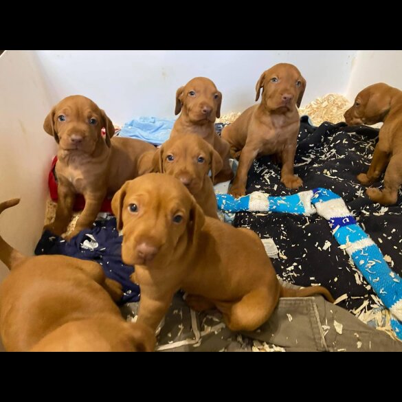 Hungarian Vizsla - Both