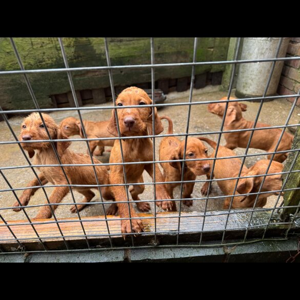 Hungarian Vizsla - Both