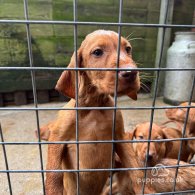 Hungarian Vizsla - Both