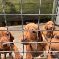 Hungarian Vizsla - Both