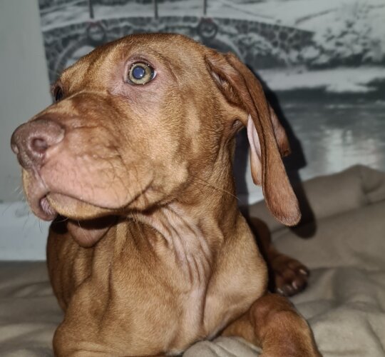 Hungarian Vizsla