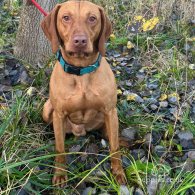 Hungarian Vizsla