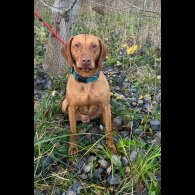 Hungarian Vizsla