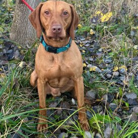 Hungarian Vizsla