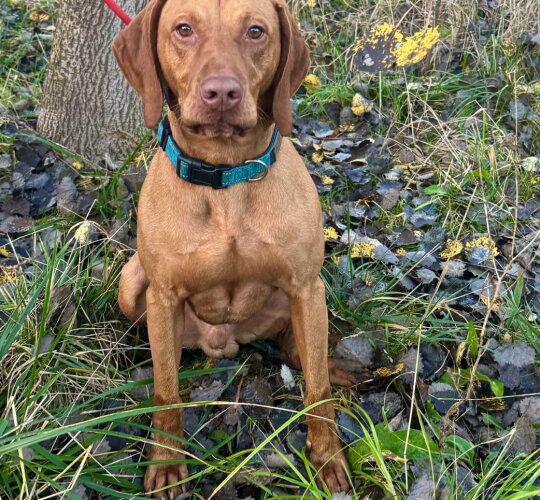 Hungarian Vizsla