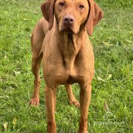 Hungarian Vizsla