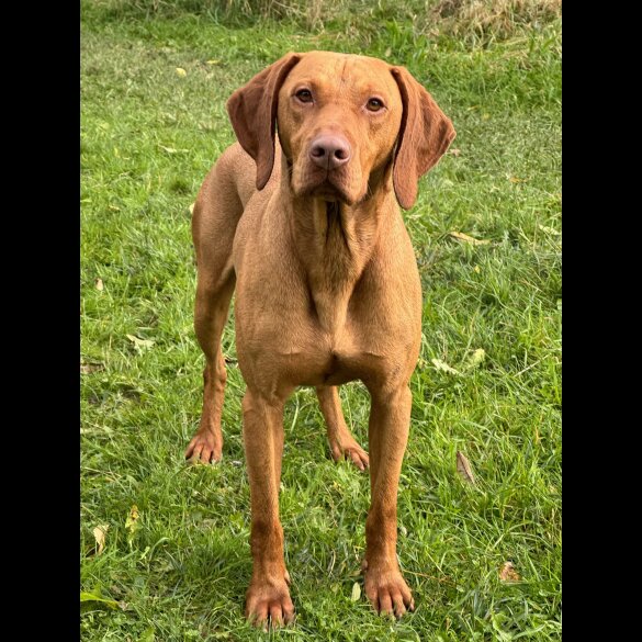 Hungarian Vizsla