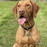 Hungarian Vizsla