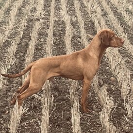 Hungarian Vizsla