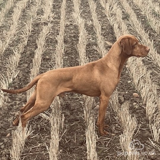 Hungarian Vizsla