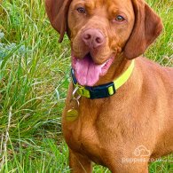 Hungarian Vizsla