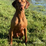 Hungarian Vizsla