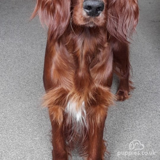 Irish Red and White Setter - Dogs