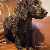 Irish Water Spaniel - Both