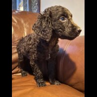 Irish Water Spaniel - Both