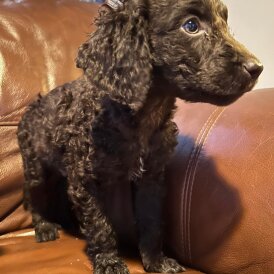 Irish Water Spaniel - Both