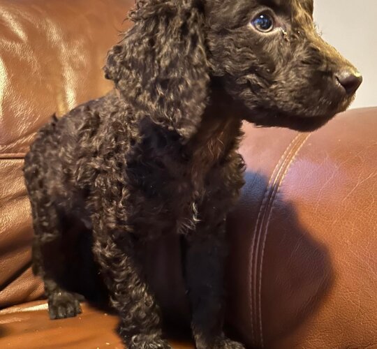 Irish Water Spaniel