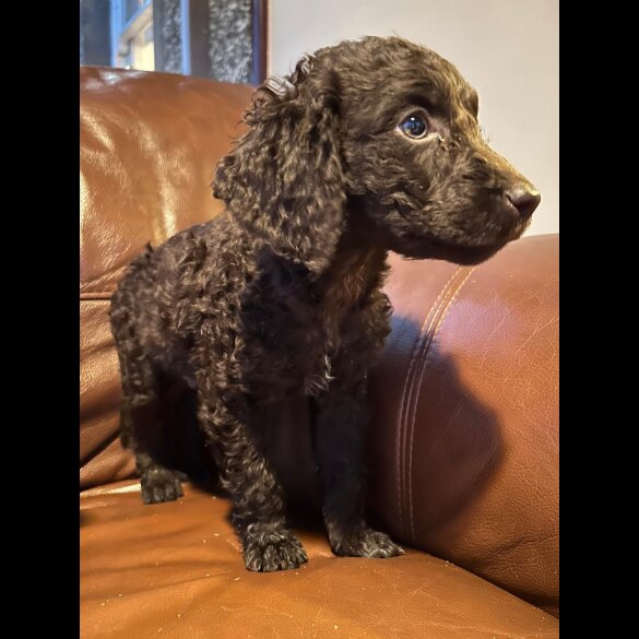 Irish Water Spaniel - Both