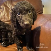 Irish Water Spaniel - Both