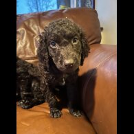 Irish Water Spaniel - Both