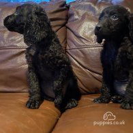 Irish Water Spaniel - Both