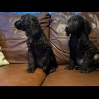 Irish Water Spaniel - Both