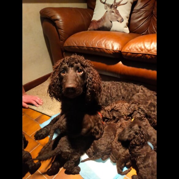 Irish Water Spaniel - Both