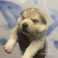 Japanese Akita Inu - Both