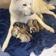 Japanese Akita Inu - Both