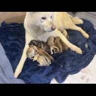 Japanese Akita Inu - Both